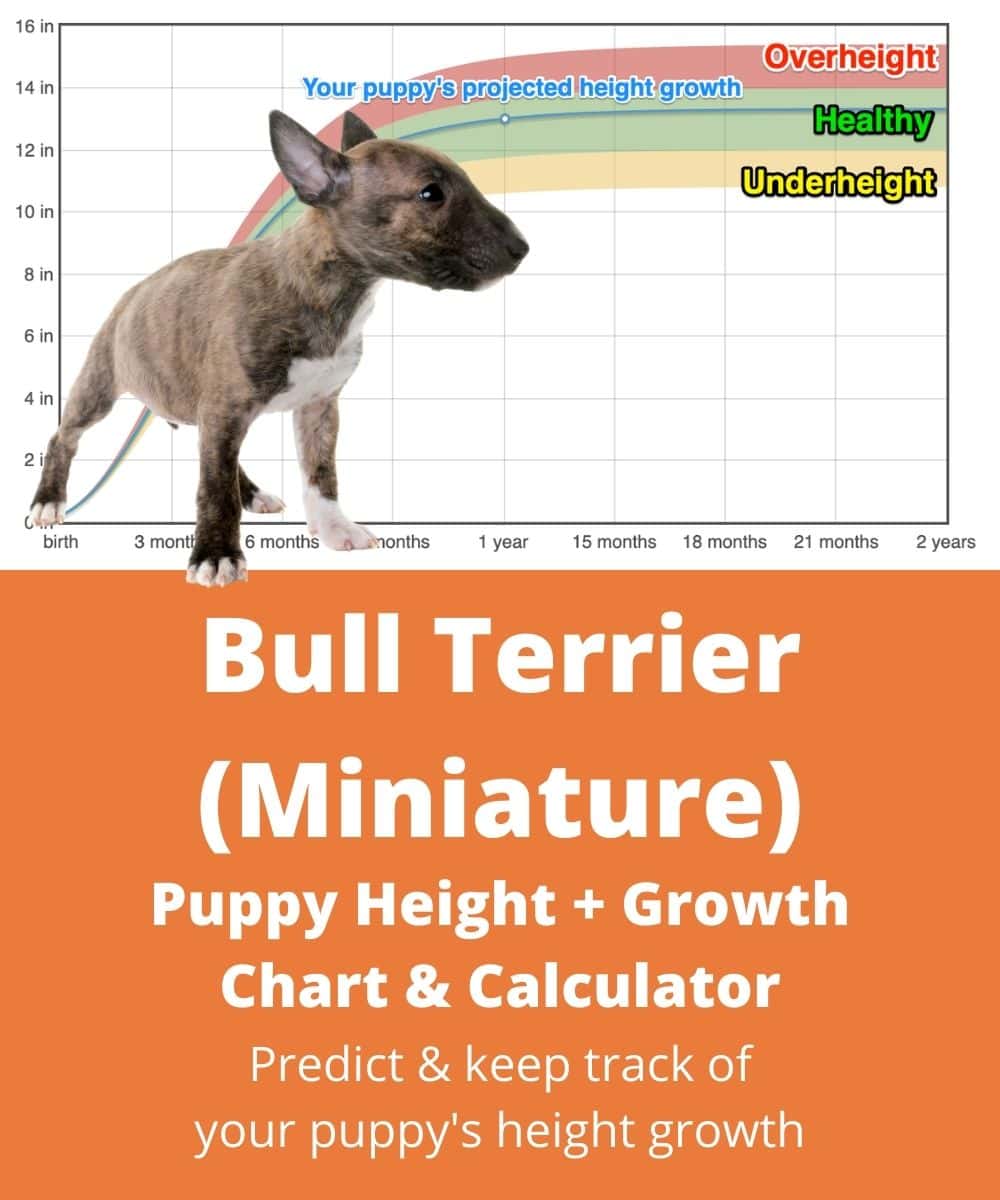 mini-bull-terrier-height-growth-chart-how-tall-will-my-mini-bull